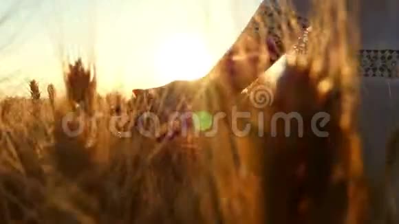 一个穿着白色连衣裙的年轻女孩的手在夕阳的背景下触摸着田野里的麦穗特写视频的预览图