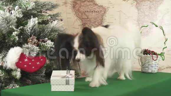 帕皮龙狗从新年树股票视频附近的礼品盒里拿出一个玩具视频的预览图