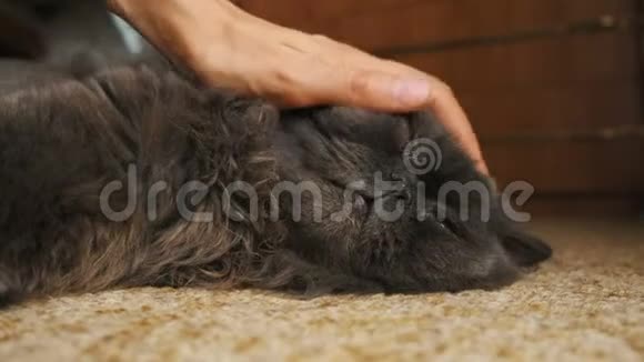 女人在家里的地板上抚摸一只波斯灰猫视频的预览图