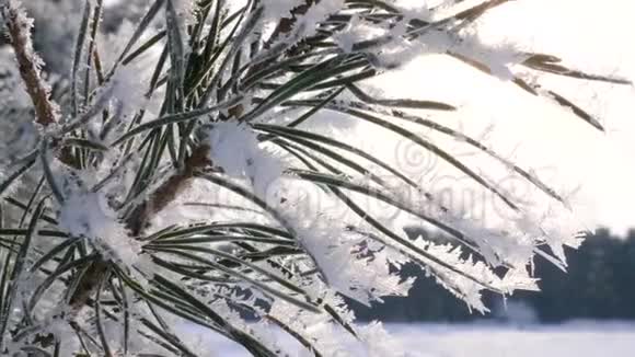 冬天的森林在雪地里美丽的绿色云杉针被霜冻覆盖在冬天的公园里有一个很强的视频的预览图