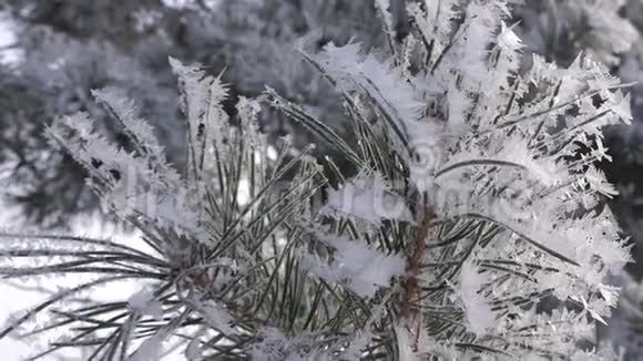 美丽的绿色云杉针覆盖着海霜雪中的冬季森林在冬天的公园里有一个很强的视频的预览图