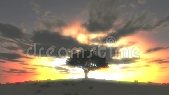 树日落时间流逝视频的预览图
