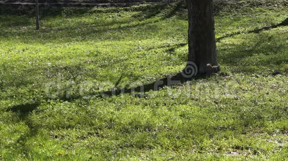 松鼠在公园树旁的草地上跳跃视频的预览图