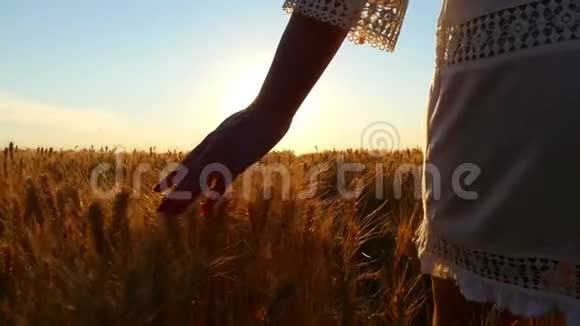 一个动作缓慢的小女孩的手在日落的背景下触摸着田野里的小麦小穗视频的预览图