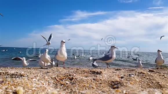 海鸥在海边特写镜头海鸥在沙滩上慢动作吃东西视频的预览图