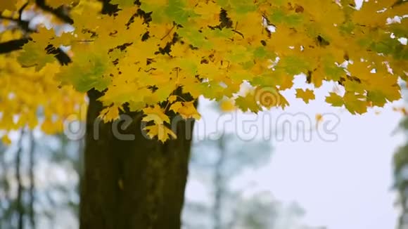 秋天的全景树叶挂在树上落在草地上五颜六色的枫叶上视频的预览图