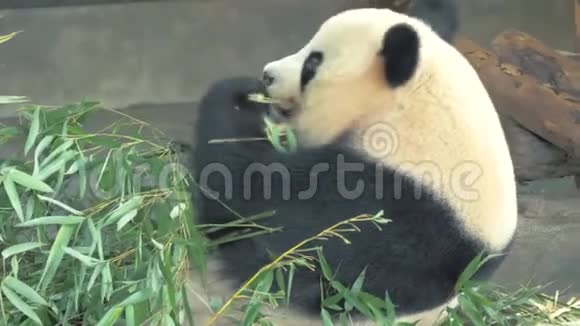 热天动物园大熊猫熊吃竹子特写视频的预览图