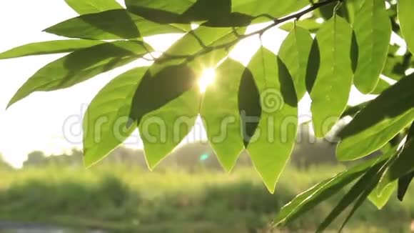 阳光透过树叶的旋转视频的预览图