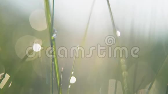 露水滴在明亮的绿色草地上有太阳耀斑美丽的水滴落在绿草上太阳射线视频的预览图