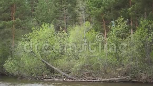 江后绿林因大风倒树干库存摇摇晃晃的美丽的小树林视频的预览图