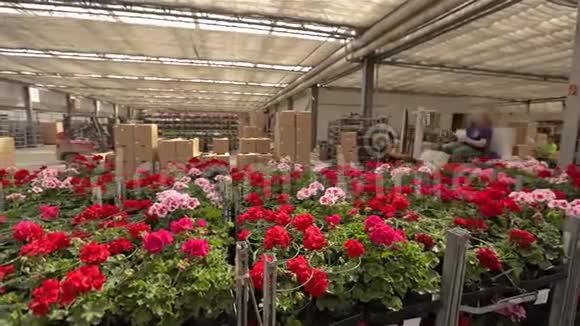 一个男人骑着铲车穿过一个盛开鲜花的仓库一个种植鲜花的大型温室仓库视频的预览图