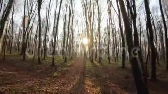 FPV无人驾驶飞机在日落时分飞越秋林视频的预览图