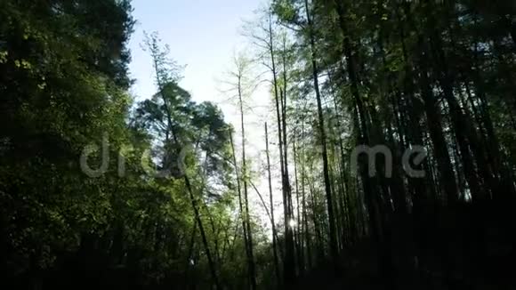 去看看美丽的夏日森林视频的预览图