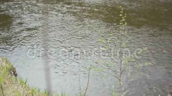 小河水面上荡起阵阵涟漪水面上有一棵棵小树库存流动视频的预览图