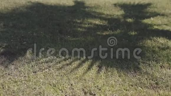 棕榈树的影子落在草坪上视频的预览图