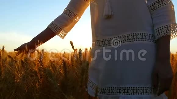 一个穿着白色连衣裙的年轻女人的手在夕阳的背景下触摸着田野里的麦穗特写视频的预览图