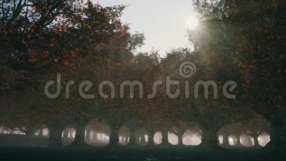 雾气弥漫的秋林视频的预览图