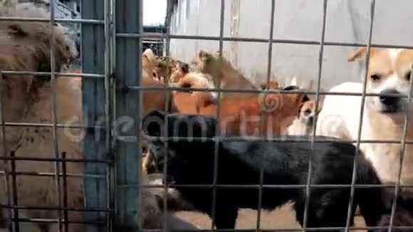 在动物收容所里不同品种的流浪狗寻找和等待人们来收养住房视频的预览图