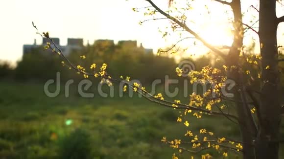 生态概念树枝上的塑料垃圾日落时分在阳光下一棵春天的树的特写视频的预览图