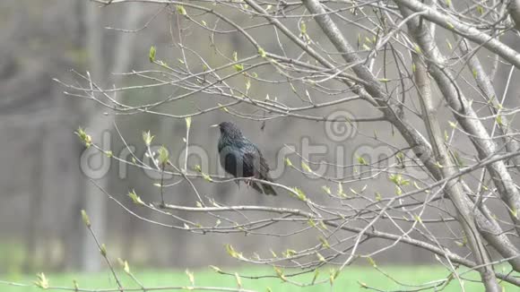 欧洲或普通的鸟坐在树枝上在初春唱一首歌鸟视频的预览图