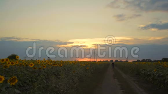 那人正走在穿过田野的路上夕阳的背景上有向日葵视频的预览图