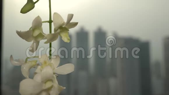 一朵白色的兰花在俯瞰摩天大楼的窗户背景下绽放4k慢动作视频的预览图