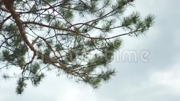 松树枝上蓝天空背景多云库存多云间晴树枝上有绿松刺视频的预览图
