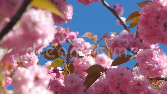 美丽的樱花在春天的时候越过蓝天视频的预览图