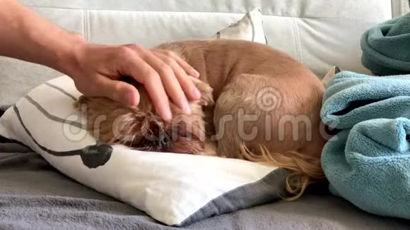 主人用毯子抚摸和覆盖一只睡狗视频的预览图