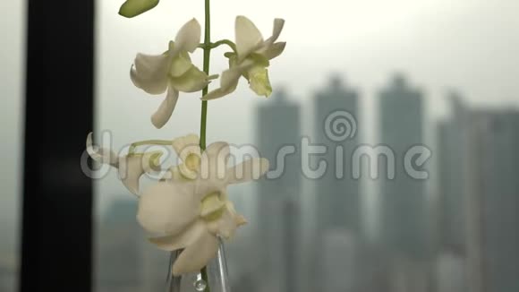一朵白色的兰花在俯瞰摩天大楼的窗户背景下绽放4k慢动作视频的预览图