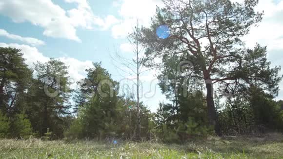 山坡上绿树成荫树丛映衬着蓝天库存阴云密布的树林前的绿色草地视频的预览图
