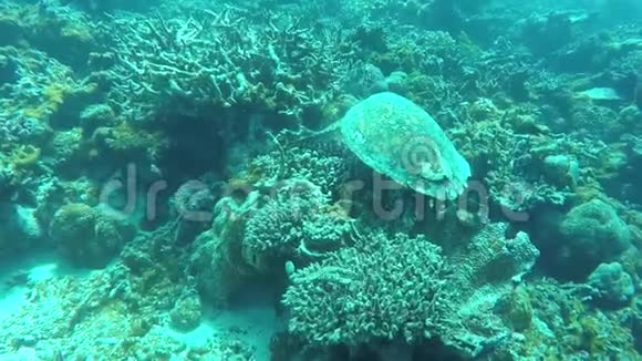 海龟在珊瑚礁上游泳寻找食物视频的预览图