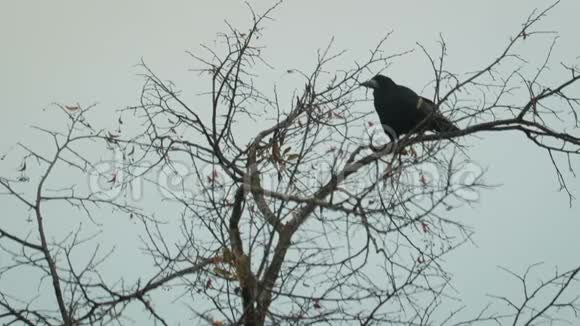 一只黑乌鸦在一棵光秃秃的冬树上的剪影视频的预览图