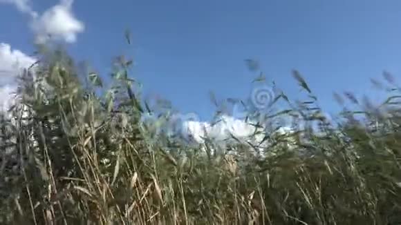 芦苇从蓝天背景上的大风到视频的预览图
