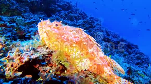 红蝎子鱼在珊瑚礁里非常安静视频的预览图