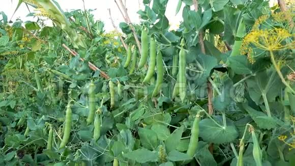 花园里的绿豌豆视频的预览图