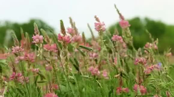 桑芬是豆科植物在风中摇曳的多年生牧草视频的预览图