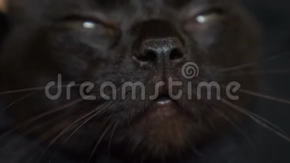 特写黑猫的鼻子猫嗅到了什么4k慢动作视频的预览图