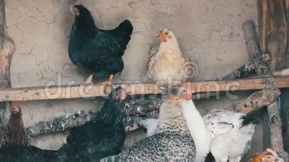 一群家养母鸡坐在鸡舍里的公鸡上住在乡下的谷仓里鸡舍带着母鸡视频的预览图