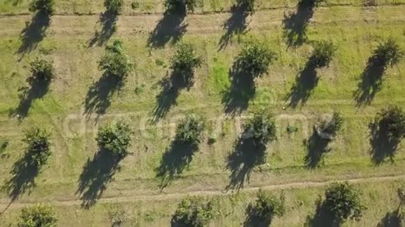 春天一片橙色树林的空中镜头视频的预览图