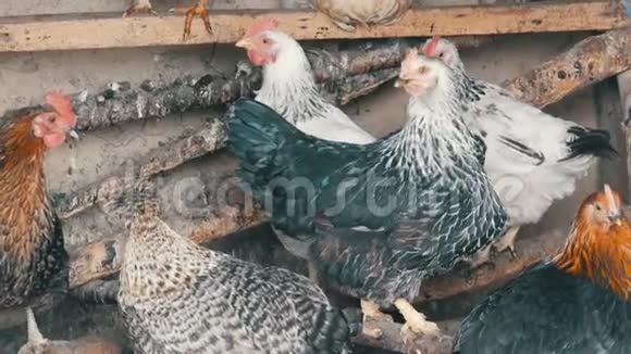 一群家养母鸡坐在鸡舍里的公鸡上住在乡下的谷仓里鸡舍带着母鸡视频的预览图