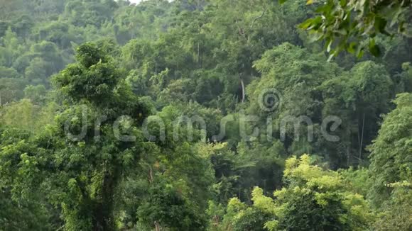 山前热带雨林视频的预览图