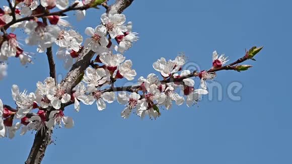 把杏树盛开在晴朗的蓝天上视频的预览图