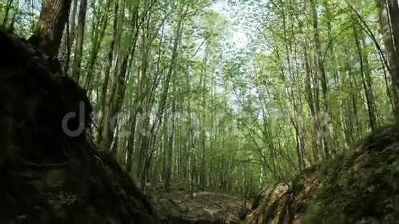 去看看美丽的夏日森林视频的预览图