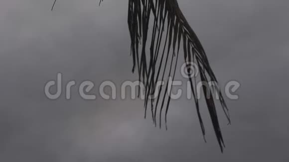 加勒比海棕榈叶剪影在黄昏的暴风雨中随风移动视频的预览图