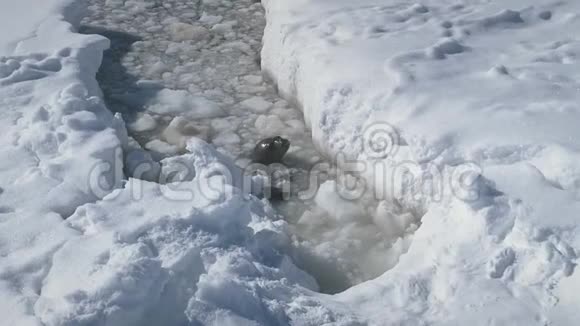 南极洲楔形海豹出现了冰水视频的预览图