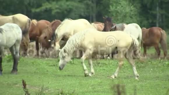 牧马种马马场农业视频的预览图