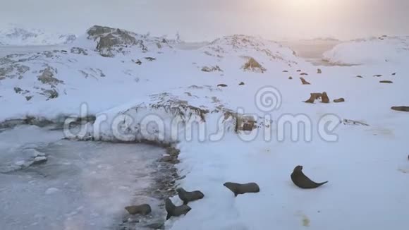 南极洲毛皮海豹殖民地游泳自然空中景色视频的预览图