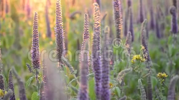在夕阳下盛开的充满活力的紫色草本植物的特写镜头视频的预览图