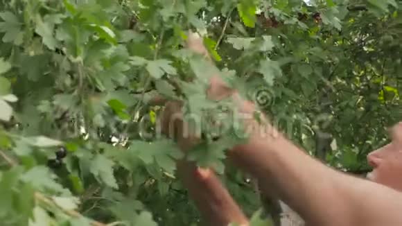 一位老人从花园的灌木丛中采来一种黑醋栗视频的预览图